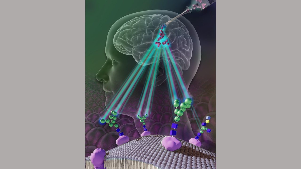 Illustration showing green mannose molecules attached to a stem cell surface, an illustration of a human head and a potential way to track stem cell therapies in the brain.